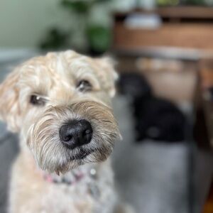 🇨🇦 Meet your Posher, Susan 🇨🇦